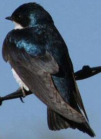 Tree Swallow